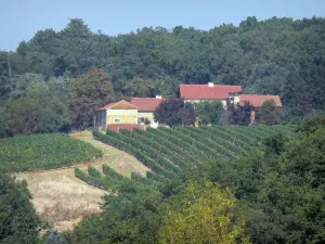 Vignoble de Madiran - Domaine viticole entouré d'arbres