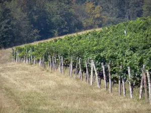 Vignoble de Madiran - Champ de vignes