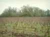 Vignoble nantais - Vignes et arbres