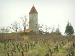 Vignoble nantais - Vignes, tour, arbres et ciel nuageux