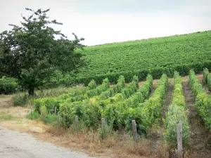Vignoble de Pouilly - Champs de vignes et arbre