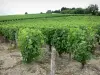 Vignoble de Pouilly - Champs de vignes