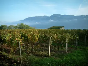 Vignoble savoyard - Vignes en automne, cabanon, lac du Bourget et massif des Bauges en arrière-plan