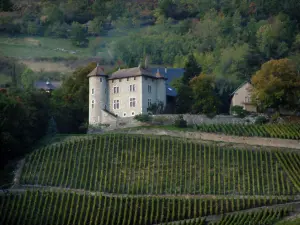 Vignoble savoyard - Vignes en pente, château et forêt