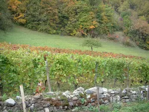 Vignoble savoyard - Vignes et arbres en automne