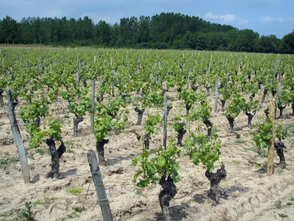 Vignoble de Touraine - Vignes et arbres