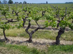 Vignoble de Touraine - Vignes
