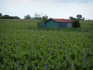 Vignoble de Touraine - Bâtisse au milieu des vignes