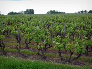 Vignoble de Touraine - Vignes