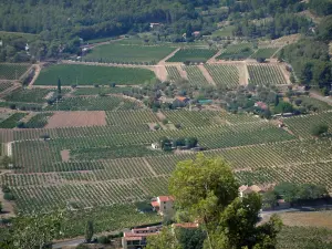 Viñedo de Bandol - Viñedos, casas, árboles y el bosque