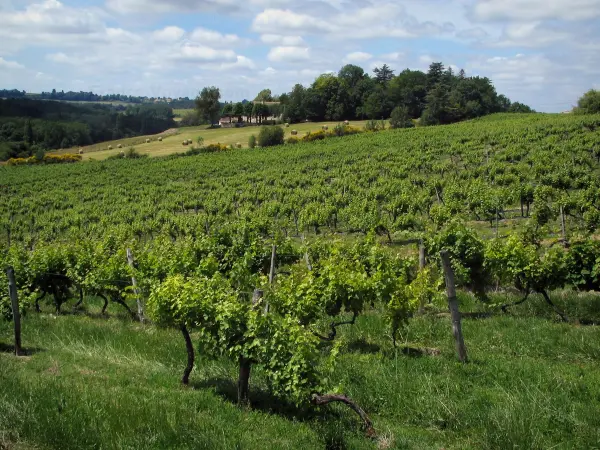 Viñedo de Bergerac - Vines, de campo con fardos de heno, árboles y nubes en el cielo