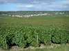 Viñedo de Champaña - Viñedos de la Montagne de Reims (viñedo de Champagne, en el Parc Naturel Regional de la Montagne de Reims), pueblo y el bosque en el fondo