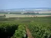 Viñedo de Champaña - Viñedos de la Montagne de Reims (viñedo de Champagne, en el Parc Naturel Regional de la Montagne de Reims) con vistas a los campos de los alrededores