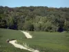 Viñedo de Champaña - Camino bordeado por viñedos (viñas de Champagne, en el Parque Natural Regional de la Montagne de Reims) y forestales (árboles)