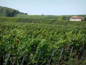 Viñedo de Champaña - Viñedos los viñedos de la Montagne de Reims (viñedo de Champagne, en el Parque Natural Regional de la Montagne de Reims), la casa y los árboles