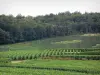 Viñedo de Champaña - Viñedos los viñedos de la Côte des Blancs de la (viñedo de Champagne) y los árboles