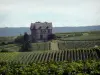 Viñedo de Champaña - Viñedos los viñedos de la Montagne de Reims (viñedo de Champagne, en el Parque Natural Regional de la Montagne de Reims), y el bosque sigue siendo