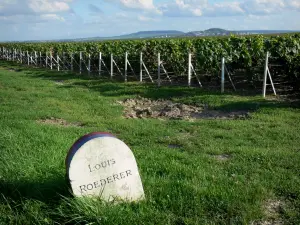 Viñedo de Champaña - Viñedo de Champagne: a las grandes terminales de champán de la casa, los viñedos (viñas de la Montagne de Reims) y hierba verde