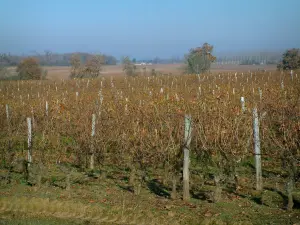 Viñedo de Coñac - Las vides y los árboles