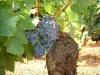 Viñedo de Côtes de Provence - Las uvas de una parra
