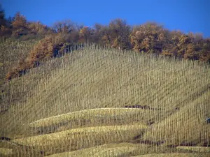 Viñedo de Côtes du Rhône - Las vides y los árboles