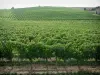 Viñedo de Gaillac - Viñedos (viñedos de Gaillac)