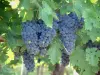 Viñedo de Gaillac - Las uvas de la vid (viñedos de Gaillac)
