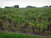 Viñedo de Touraine - Vines