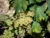 Vinha Conhaque - Cachos de uvas e folhas de uva