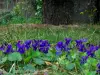 Violetas - Flores y hierbas