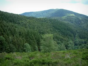 Vosges forest - Hills covered by trees (Ballons des Vosges Regional Nature Park)