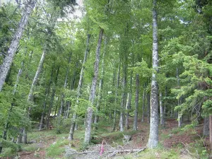 Vosges forest - Trees in a forest (Ballons des Vosges Regional Nature Park)
