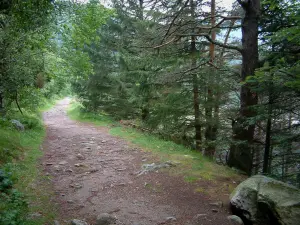 Vosges forest - Road (footpath) lined with trees (Ballons des Vosges Regional Nature Park)