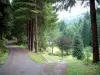 Vosgi della Saona - Strada stretta in una pineta (Parco Naturale Regionale dei Ballons des Vosges)