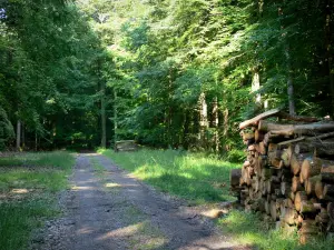 Wald von Bellême - Waldweg, Holzstapel und Bäume des staatlichen Waldes; im Regionalen Naturpark Perche