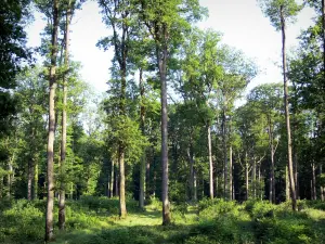 Wald von Bellême - Bäume und Unterholz des staatlichen Waldes; im Regionalen Naturpark Perche