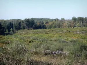 Wald von Brigueuil - Bodenbewuchs, Sträucher und Bäume des Waldes