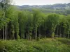 Wald Chabrières - Bäume des Staatsforstes und Sträucher