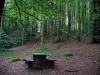 Wald Chabrières - Tisch für Picknick und Bäume des Staatsforstes