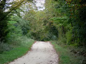 Wald Chandelais - Weg umrandet von Bäumen