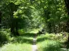 Wald von Châteauroux - Staatswald von Châteauroux: Waldpfad gesäumt von Bäumen und Bodenbewuchs