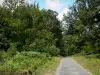 Wald von Châteauroux - Staatswald von Châteauroux: Waldstrasse gesäumt von Bäumen und Vegetation