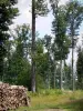 Wald von Châteauroux - Staatswald von Châteauroux: gehacktes Holz gestapelt, Bodenbewuchs und Bäume des Waldes