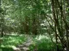 Wald von Châteauroux - Staatswald von Châteauroux: Waldweg gesäumt von Bäumen und Waldbewuchs