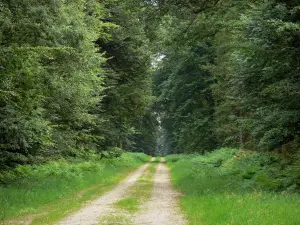 Wald von Ecouves - Staatsforst: Waldweg gesäumt von Waldbäumen und Pflanzenwuchs; im Regionalen Naturpark Normandie-Maine