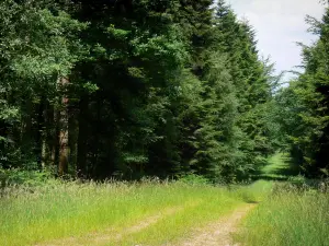 Wald von Ecouves - Waldweg gesäumt von Bäumen