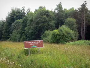 Wald von Ecouves - Schild des nationalen Forstamtes anzeigend den staatlichen Wald von Ecouves, Blumenwiese und Bäume des Waldes