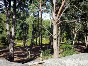 Wald von Fontainebleau - Waldbäume