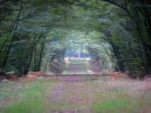 Wald von Orléans - Waldweg gesäumt von Bäumen (Staatsforst)