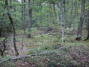 Wald von Orléans - Bäume und Unterholz des Staatsforst (Waldmassiv)